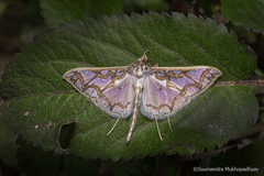 Polythlipta