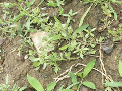 Veronica triphyllos