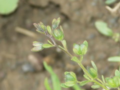 Veronica triphyllos