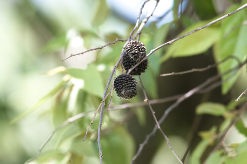 Guazuma ulmifolia - Leaves