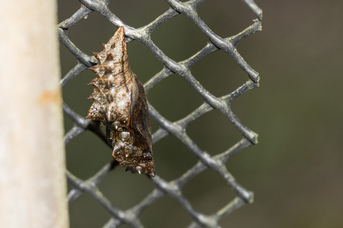 Silver-washed Fritillary, photo 4 of 10