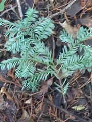 Prumnopitys taxifolia