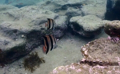 Chelmonops truncatus