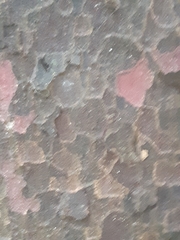 Prumnopitys taxifolia