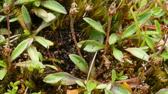 Plantago unibracteata