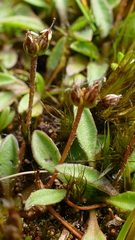 Plantago unibracteata