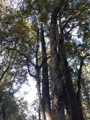 Prumnopitys taxifolia