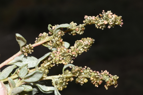 Image of Atriplex gardneri by (c) Gabriel Campbell-Martinez, some rights reserved (CC BY)