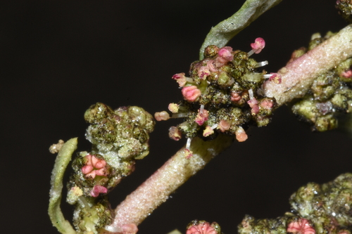 Image of Atriplex gardneri by (c) Gabriel Campbell-Martinez, some rights reserved (CC BY)