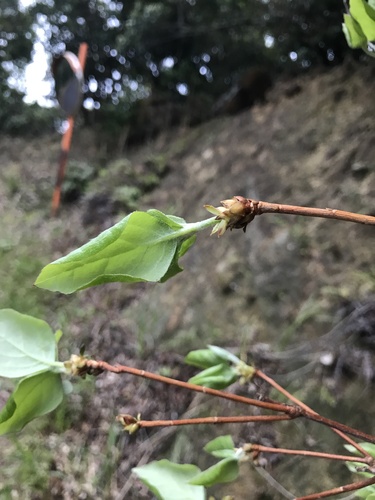 Image of Rhododendron weyrichii by no rights reserved