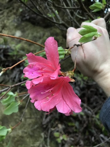 Weyrich’s azalea (Rhododendron weyrichii)