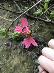 Mason Brock, CC0, iNaturalist via GBIF Rhododendron weyrichii, photograph Mason Brock, CC0, iNaturalist via GBIF