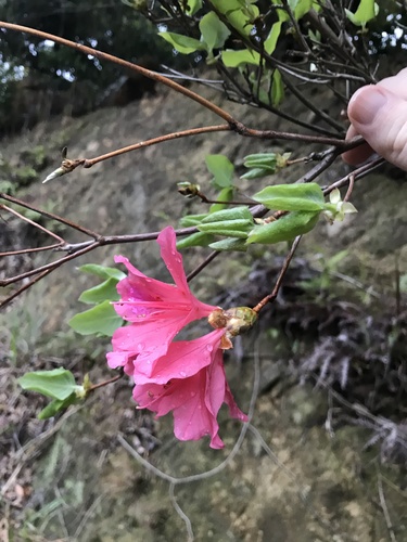 Image of Rhododendron weyrichii by no rights reserved