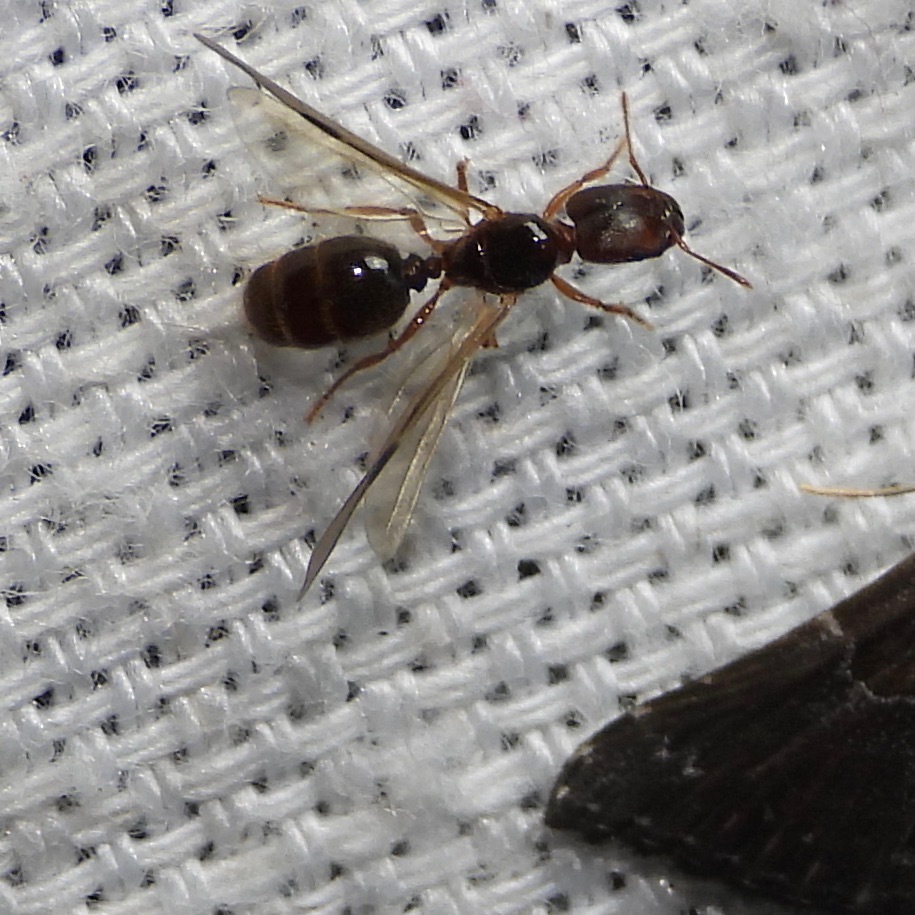 Pheidole absurda