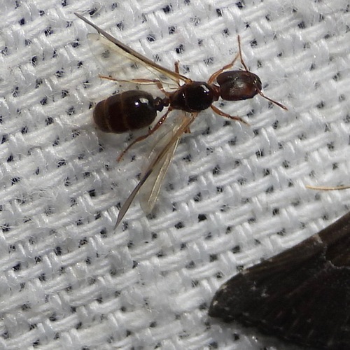 Pheidole absurda