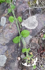 Chaenostoma hispidum