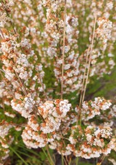 Erica subdivaricata
