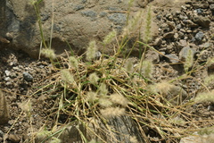 Cenchrus pennisetiformis