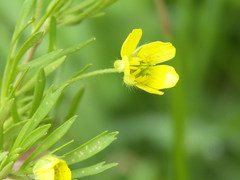 Ranunculus arvensis