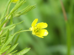 Ranunculus arvensis