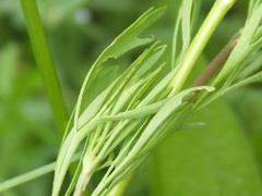 Ranunculus arvensis