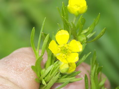 Ranunculus arvensis