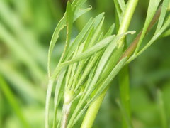 Ranunculus arvensis