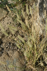 Cenchrus pennisetiformis
