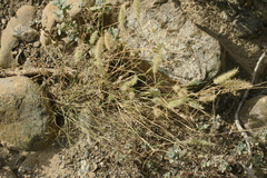 Cenchrus pennisetiformis