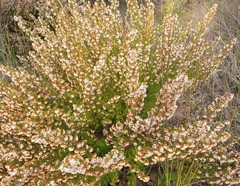 Erica subdivaricata
