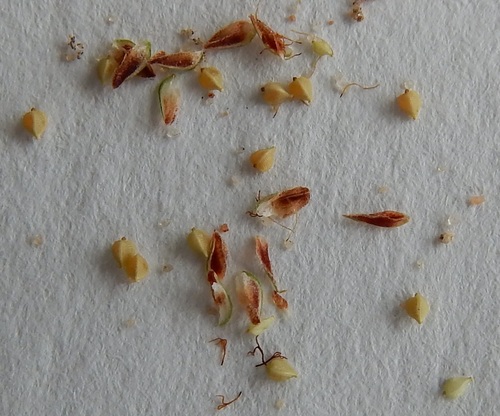 Reverchon's spikerush (Eleocharis reverchonii)