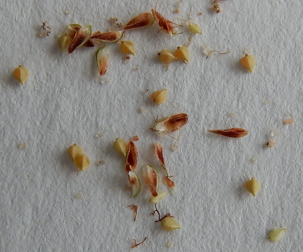 Eleocharis reverchonii