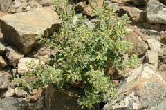Cleome austroarabica