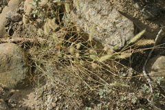 Cenchrus pennisetiformis