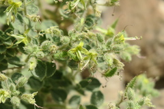 Cleome austroarabica