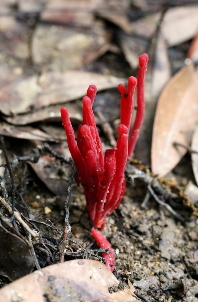 Clavulinopsis miyabeana · May 2024 · photo: © agnestrekker (iNaturalist, CC)