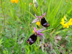 Ophrys bertolonii