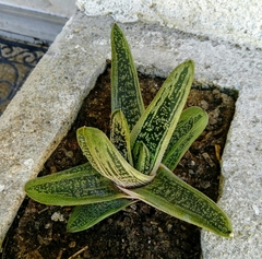 Gasteria