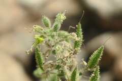 Cleome austroarabica