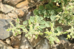 Cleome austroarabica