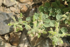 Cleome austroarabica