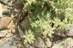 Cleome austroarabica