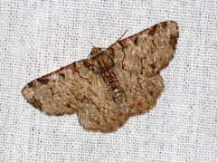 Lophophelma ruficosta