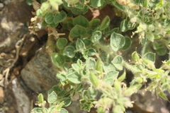 Cleome austroarabica
