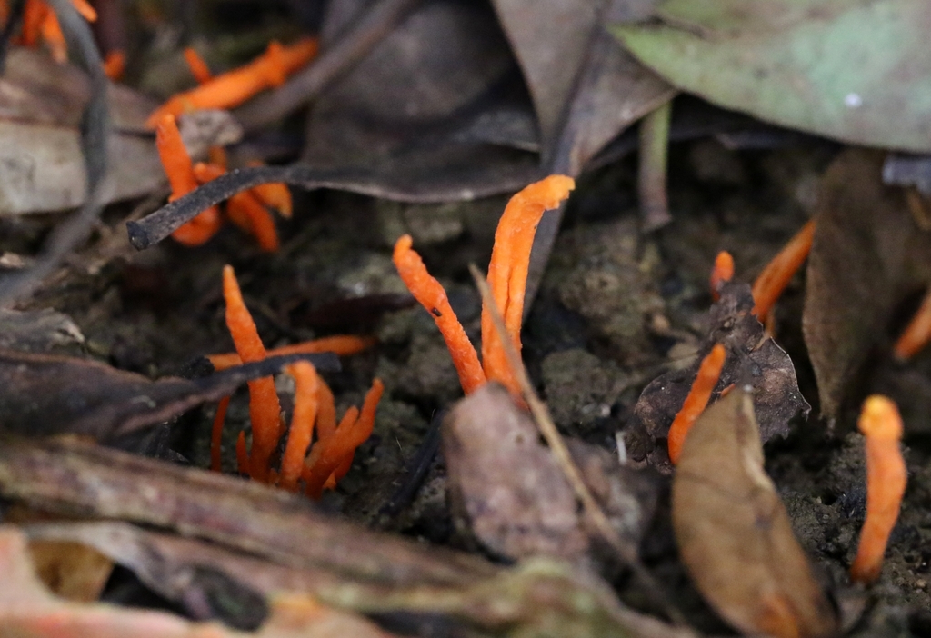 Clavulinopsis aurantiocinnabarina · May 2024 · photo: © agnestrekker (iNaturalist, CC)