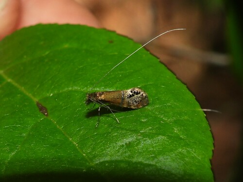 Ridings' Fairy Moth photo 5