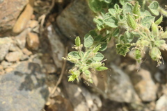 Cleome austroarabica