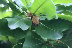 Myotis formosus flavus