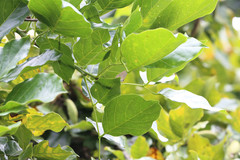 Jamides alecto dromicus