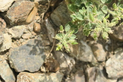 Cleome austroarabica